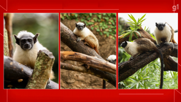 Votação escolhe nome de filhotes de sauim-de-coleira do Zoo de Brasília; veja resultado