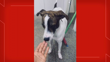 'Meu filhote não teve como se defender', diz tutora de cão morto a tiros no DF