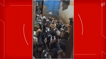 Homem é preso suspeito de manter mais de 100 cães em situação de maus-tratos no DF
