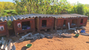 Abrigo comunitário de cães tem casinhas vandalizadas no DF; cerca de 70 cachorros vivem no 'Cãodomínio'