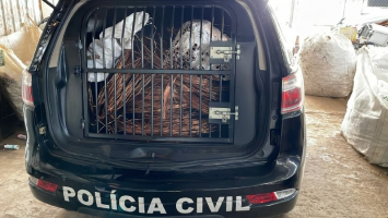 Polícia Civil do DF lança canal para denúncias de furto e roubo de cabos de energia; veja como acessar